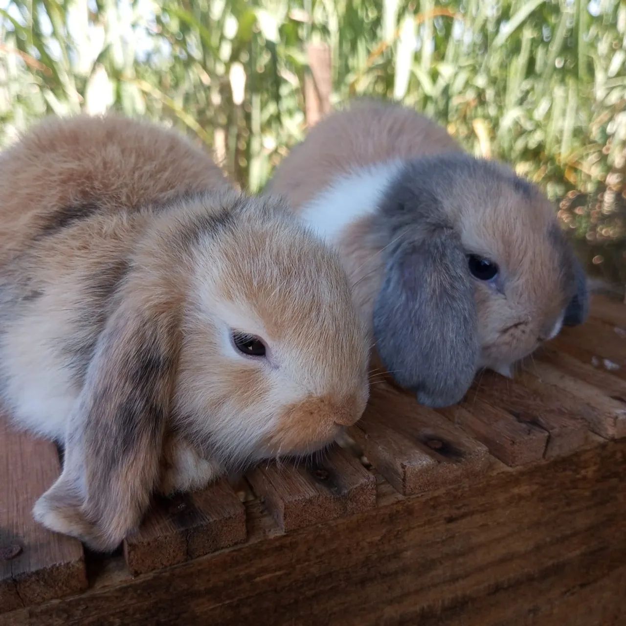 Mini coelho/ Mini loop - Foto 2