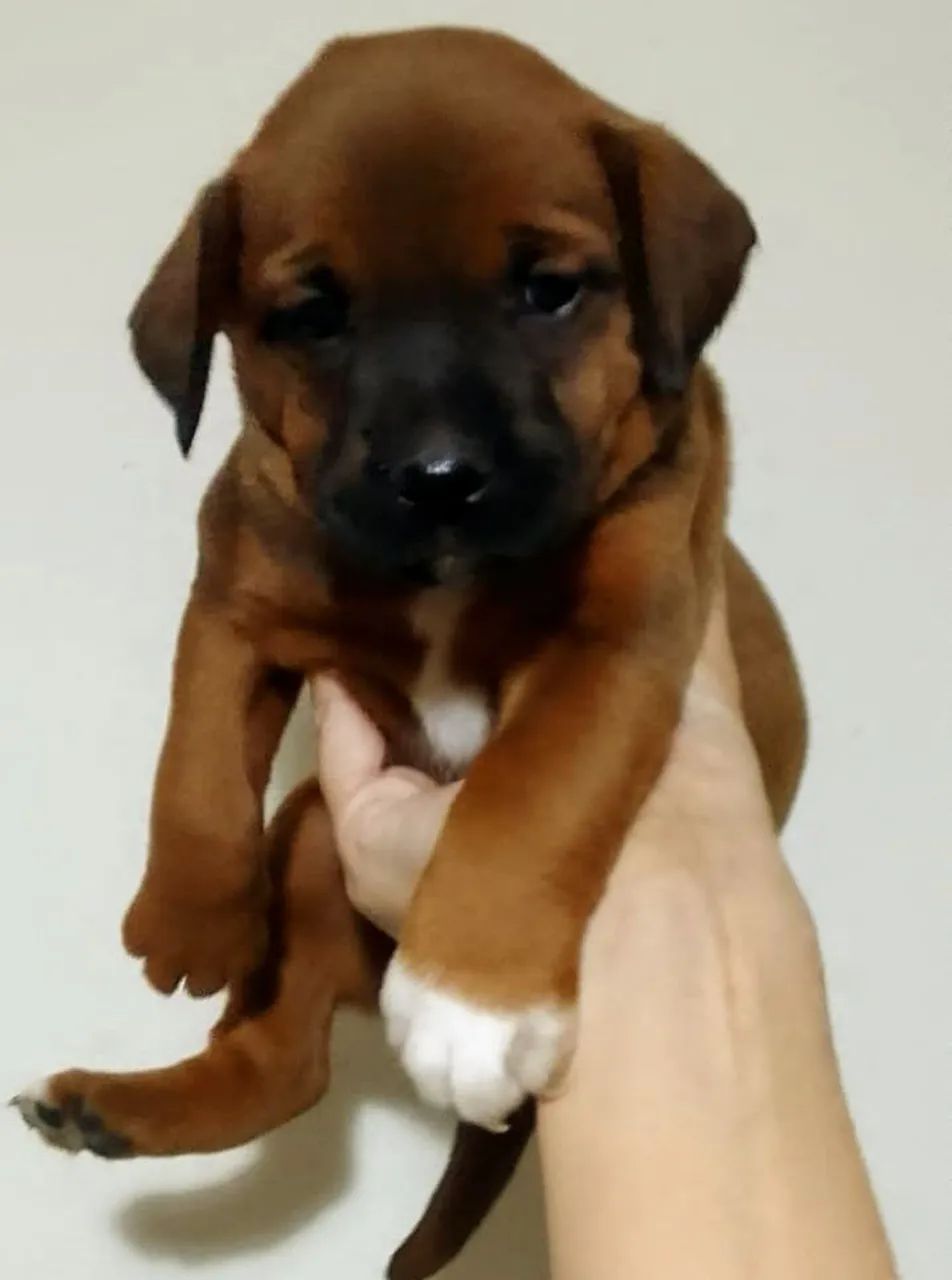 Filhotes doaçao - Foto 2