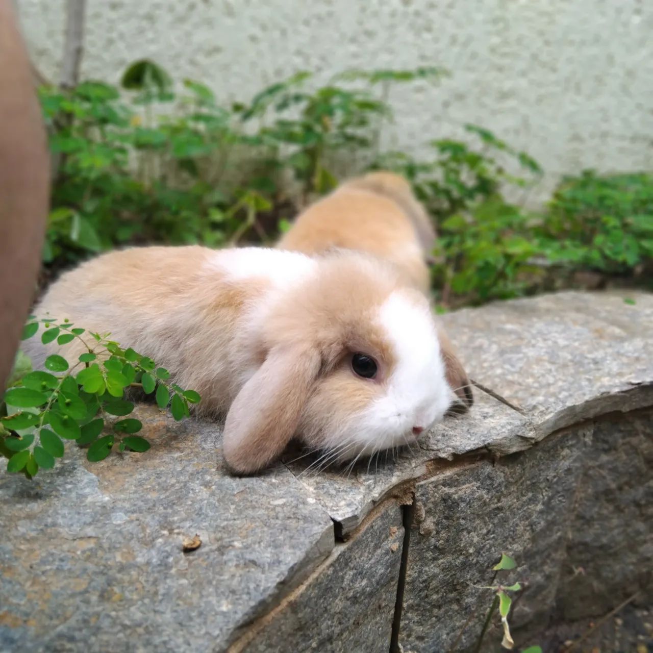 Mini Fuzzy lop - Foto 5