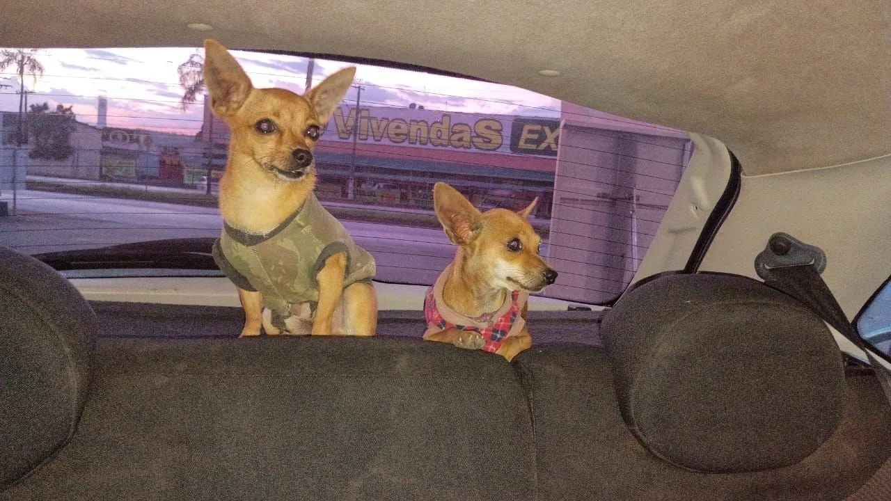 Filhotes de Pinscher 0 - Foto 2