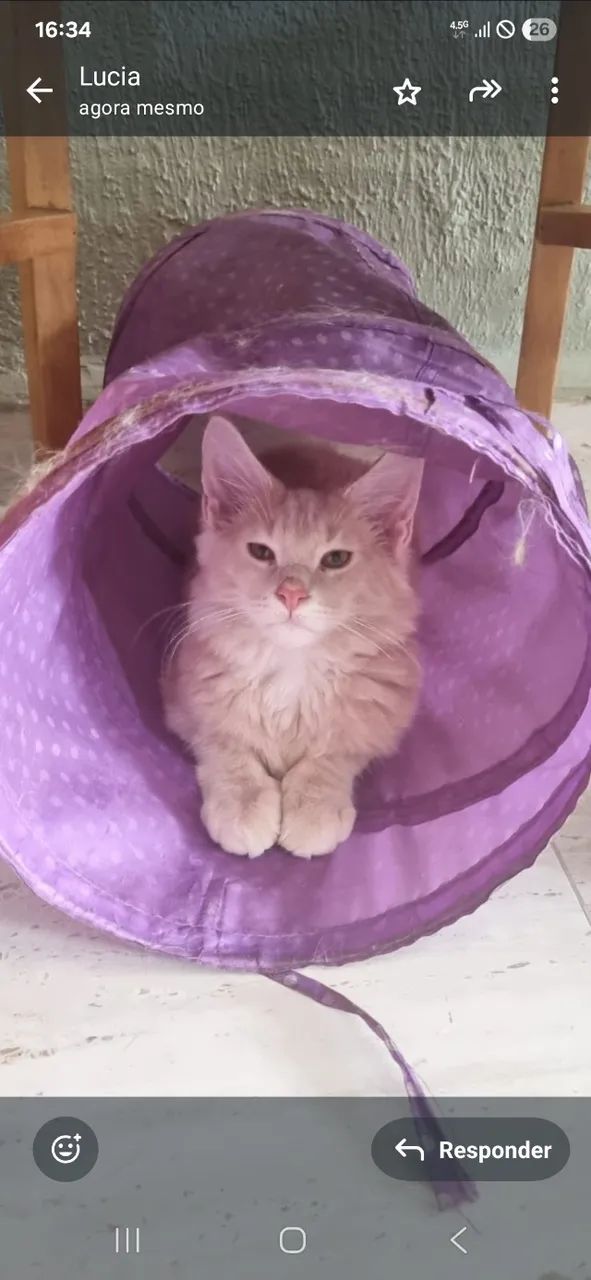 Gatil Manie Cats- Vendo Filhotes de Maine Coon  - Foto 2