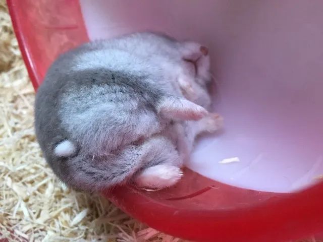 hamster anão russo - Foto 3