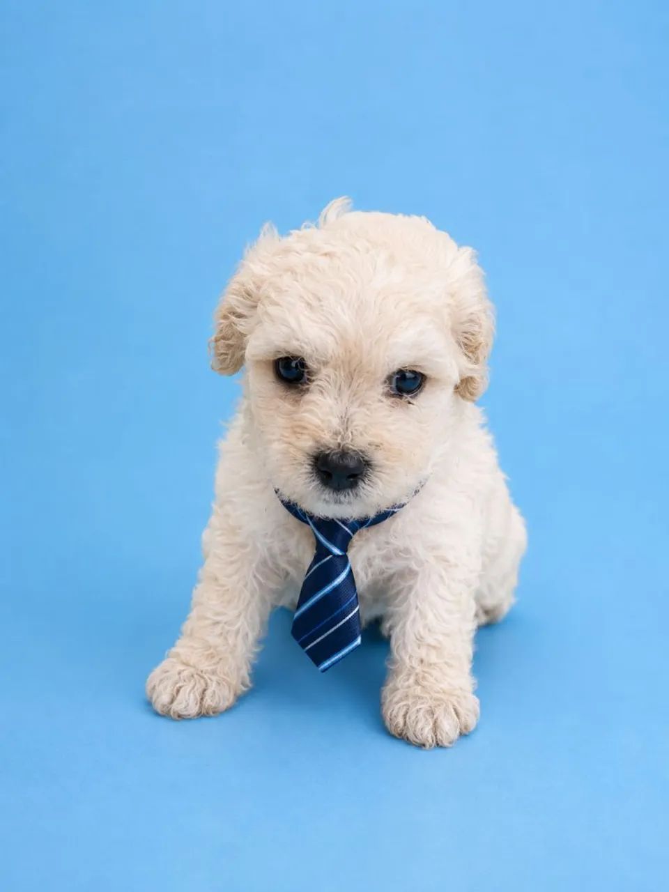 Poodle