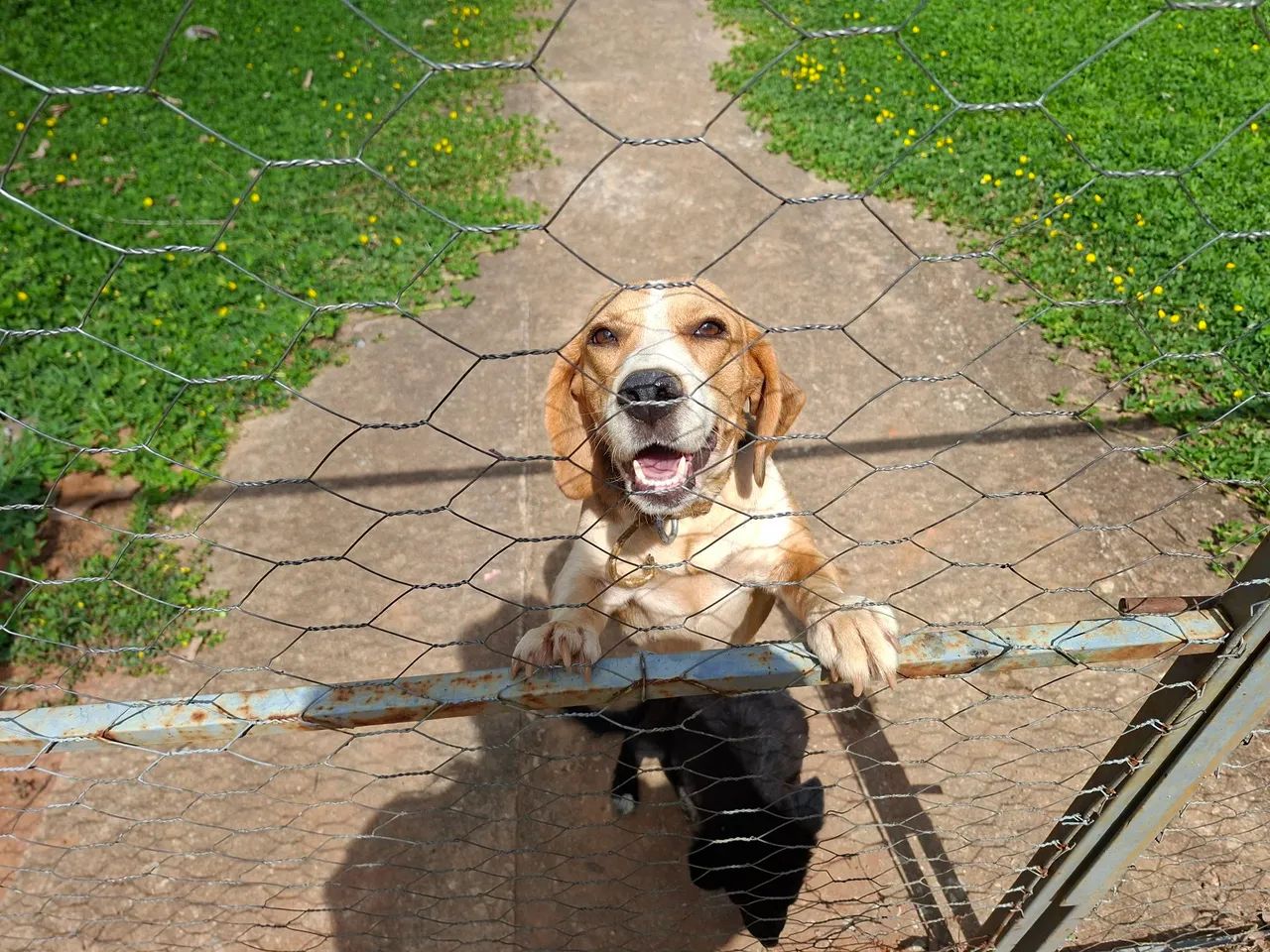 Beagle fêmia 