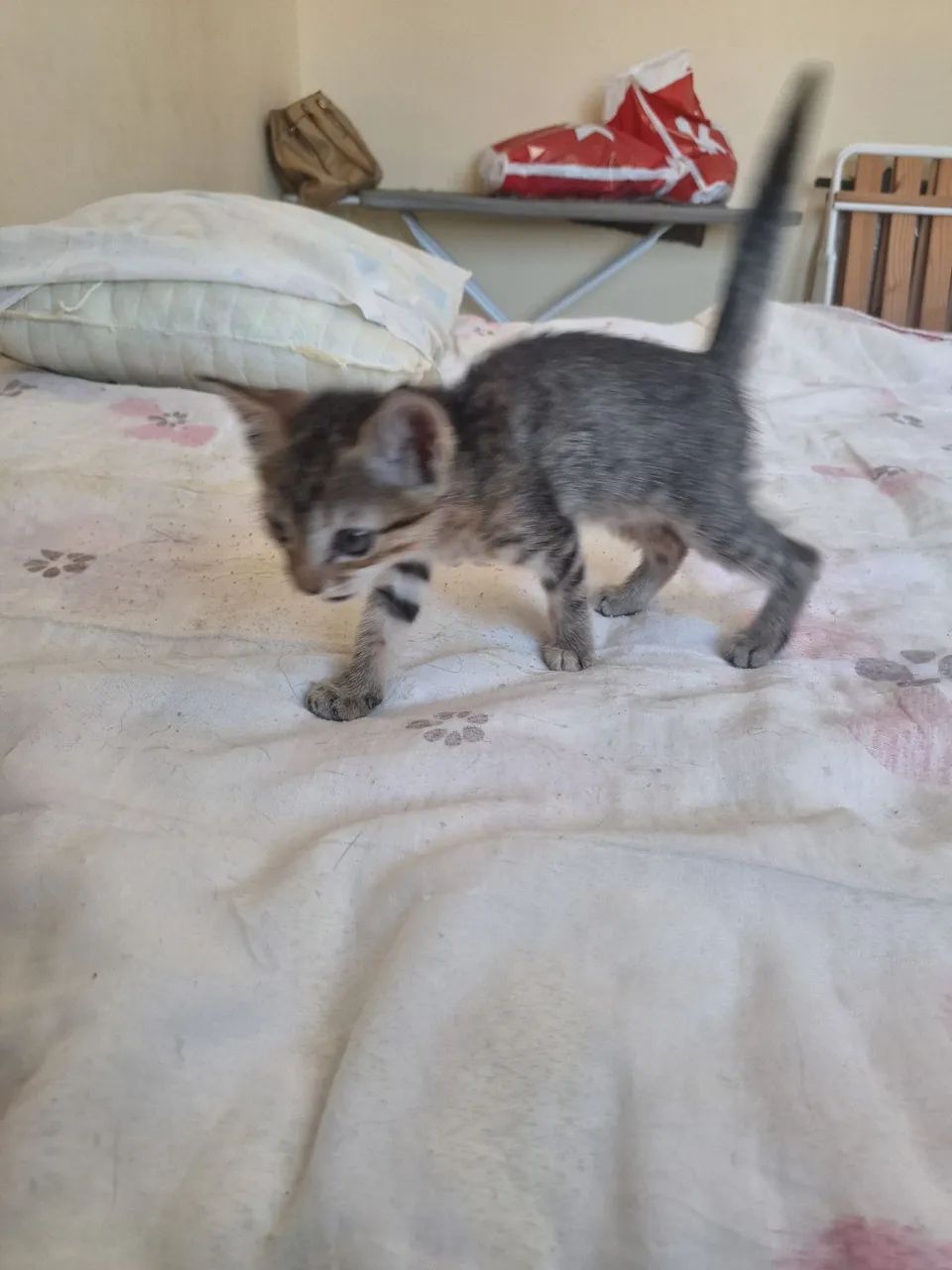 DOAÇÃO GATA FÊMEA FILHOTE - Foto 2