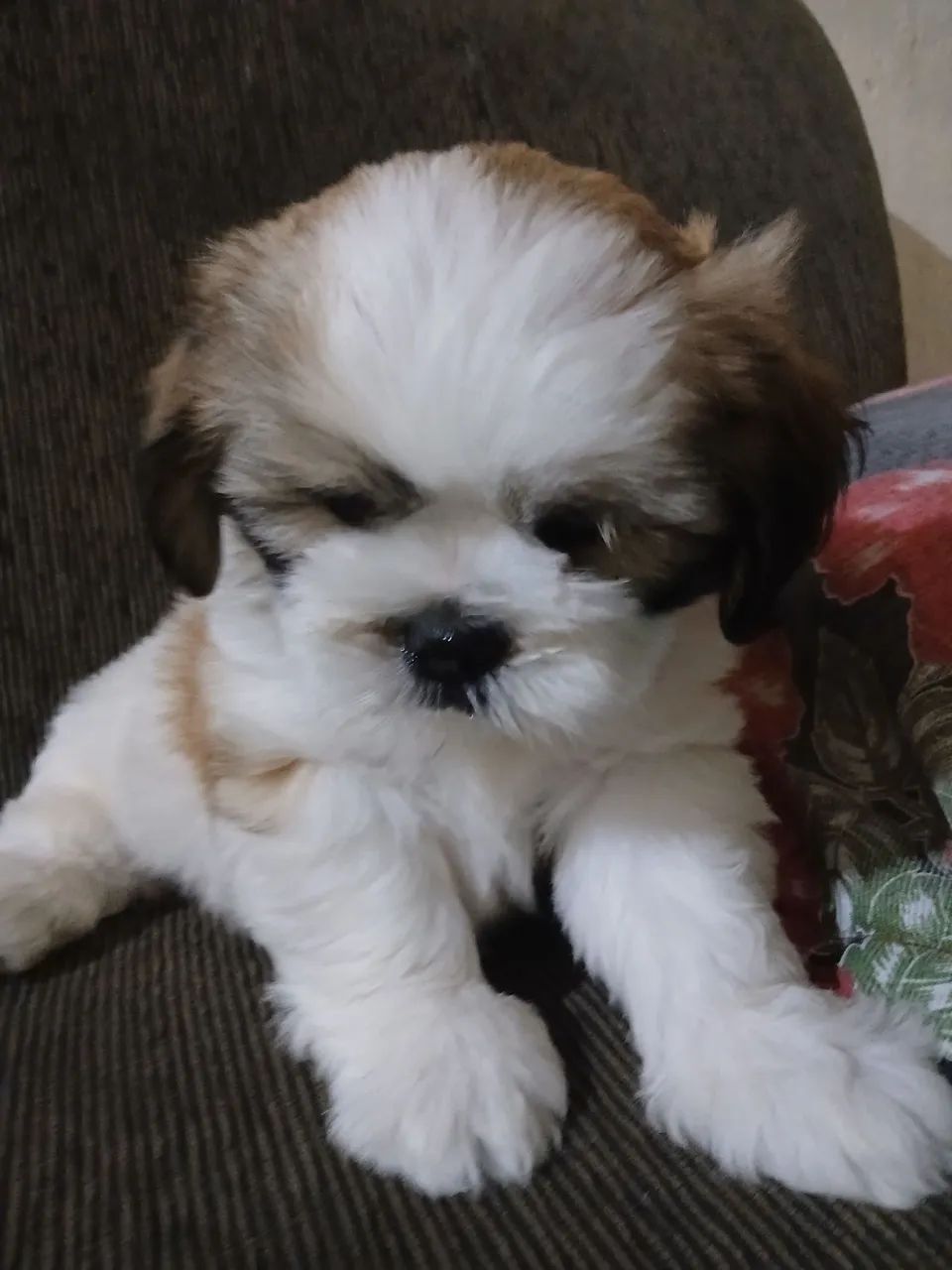 Filhote de ilhasa Apso com pedigree  - Foto 3