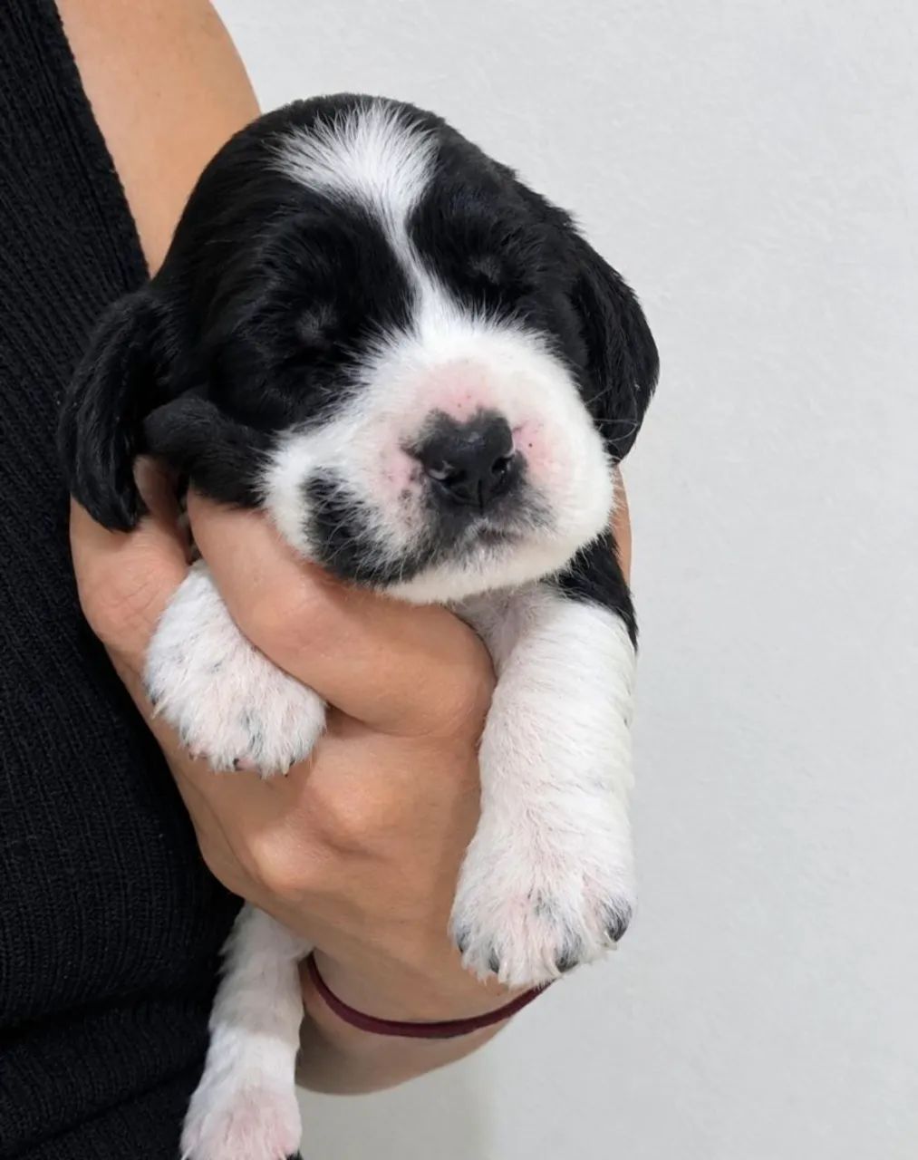 Machinho cocker spanil 