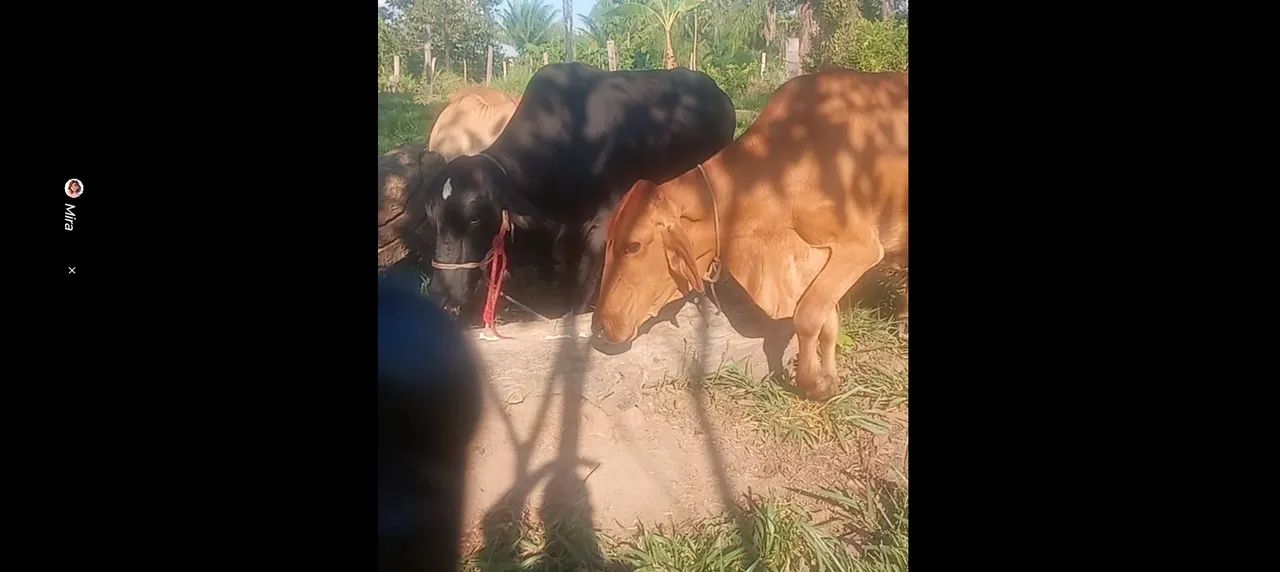 Vendo 3 animais leiteiros e a vaca coberta  - Foto 3