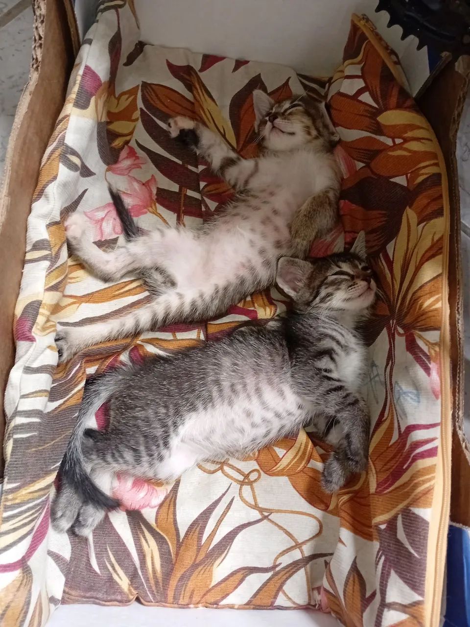Doação de gatinhos  - Foto 4