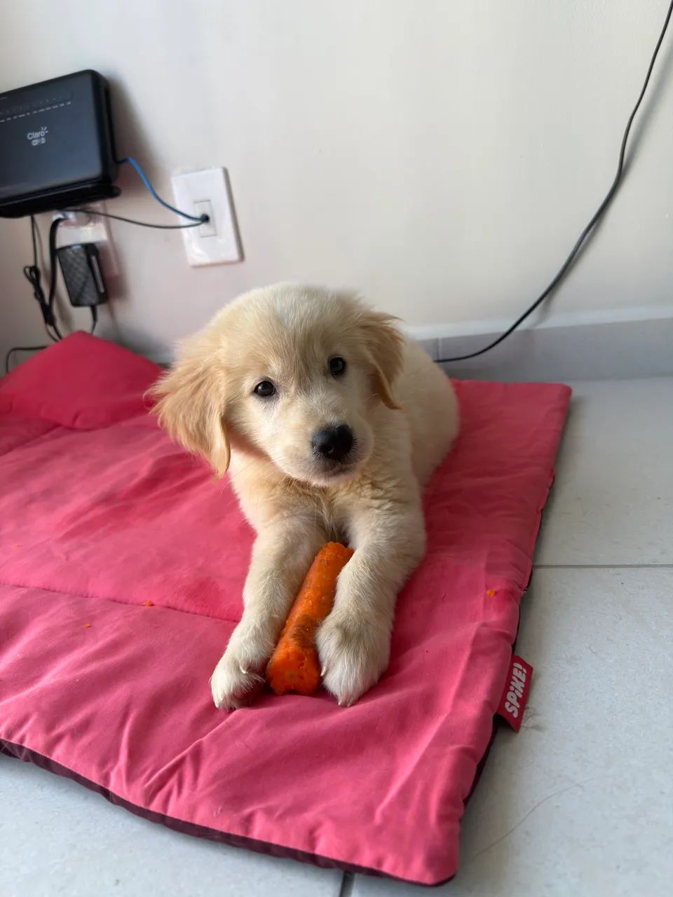 Golden Retriever - Foto 3