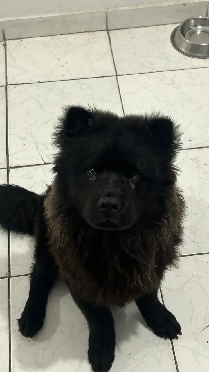 Doando Chow chow - Foto 2