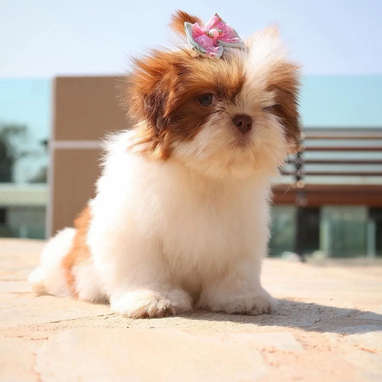 Shihtzu com pedigree CBKC  - Foto 2
