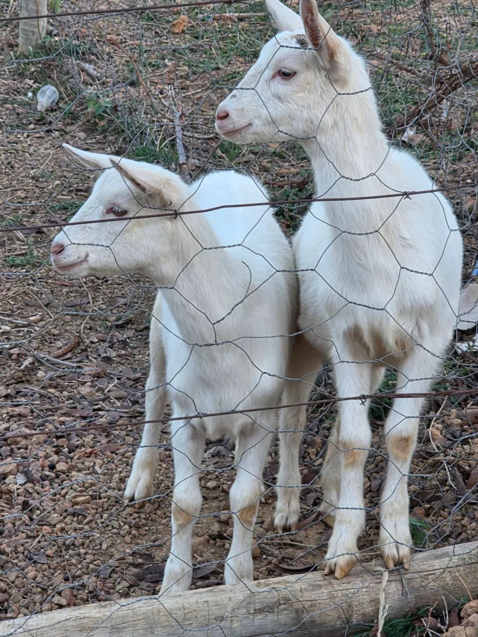 Cabras e bode reprodutor Saanen  - Foto 3
