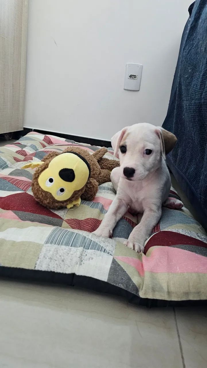 ADOÇÃO RESPONSÁVEL  - Foto 2