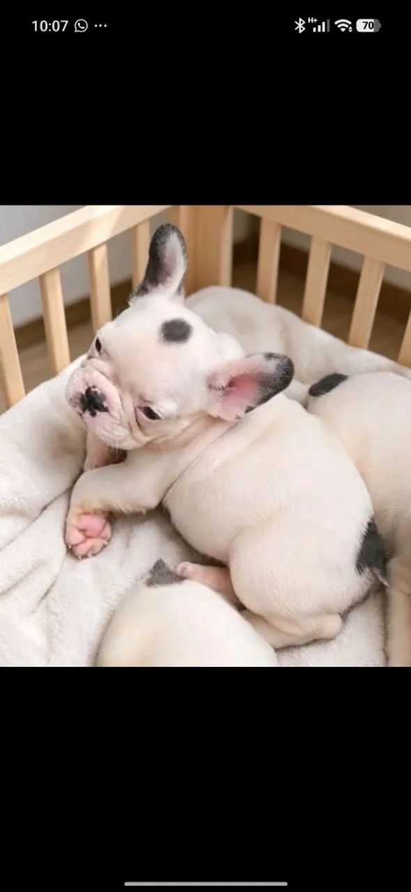 Bulldog francês 