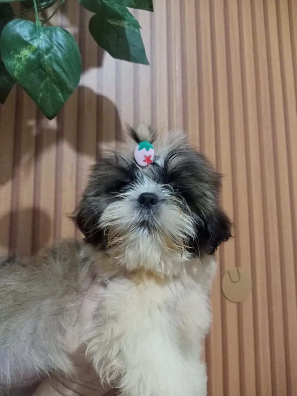 Shih tzu  - Foto 3
