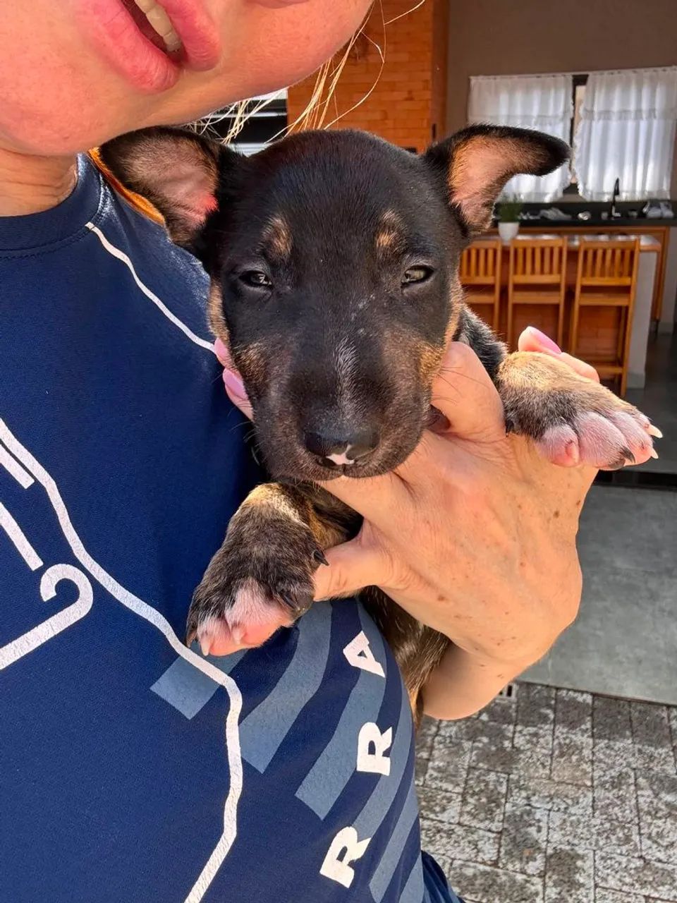 Filhotes Bull Terrier - Foto 3