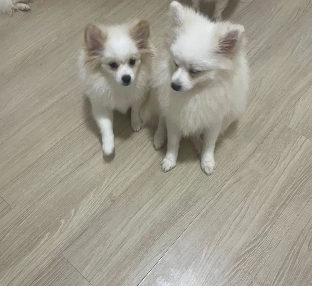 Cachorro  - Foto 4