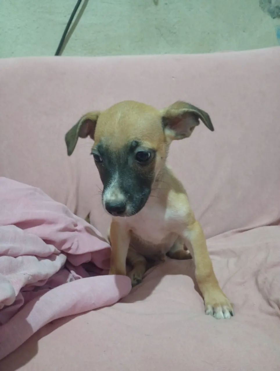 ? ADOÇÃO RESPONSÁVEL EM FORTALEZA/CE ? - Foto 3