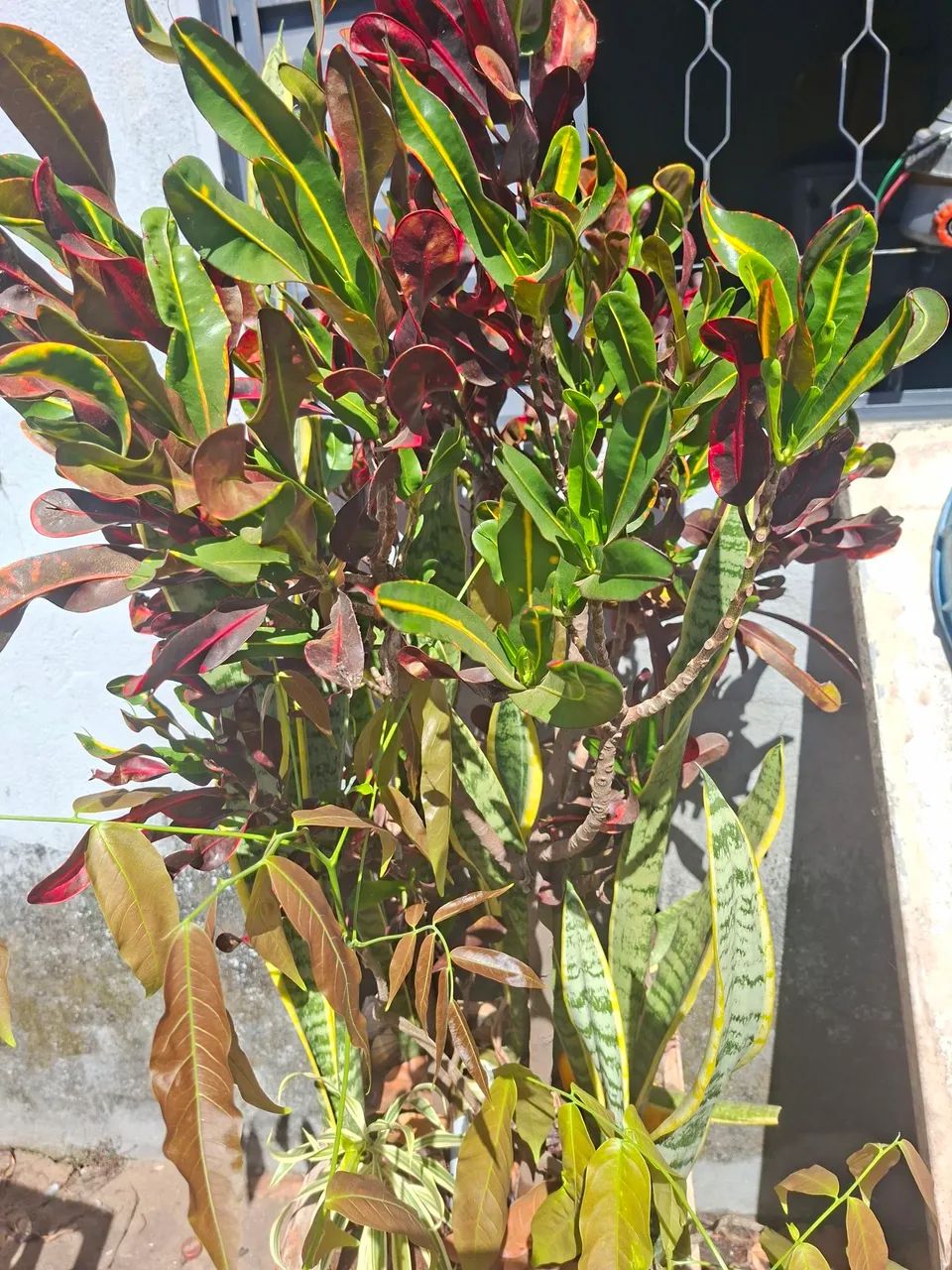 Plantas  - Foto 3