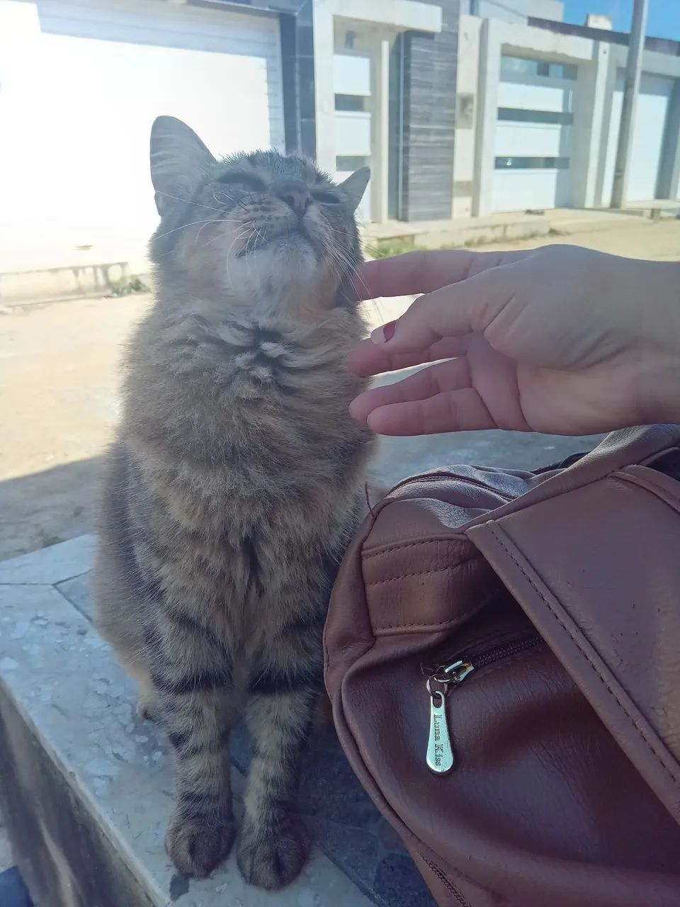 Gata castrada docil - Foto 2