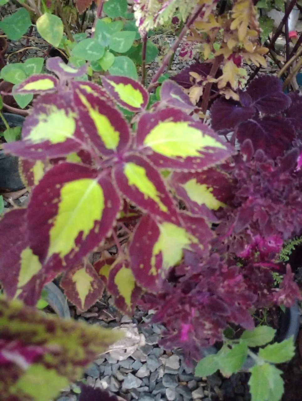 Estacas coleus  - Foto 5