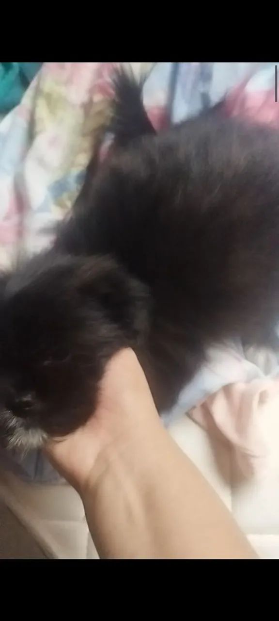 Shitzu com lulu - Foto 3