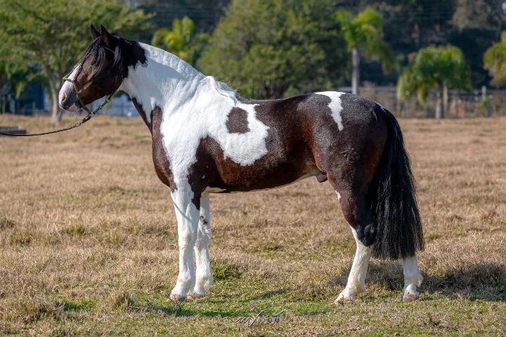cavalo