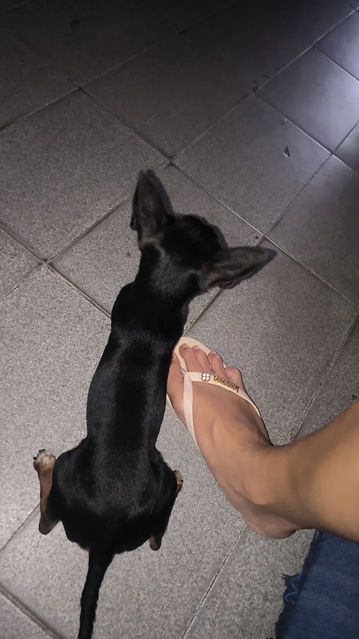 A procura de uma namorada  - Foto 2
