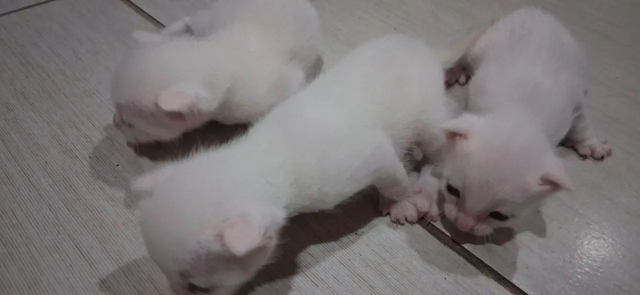 Gatos para doação  - Foto 4