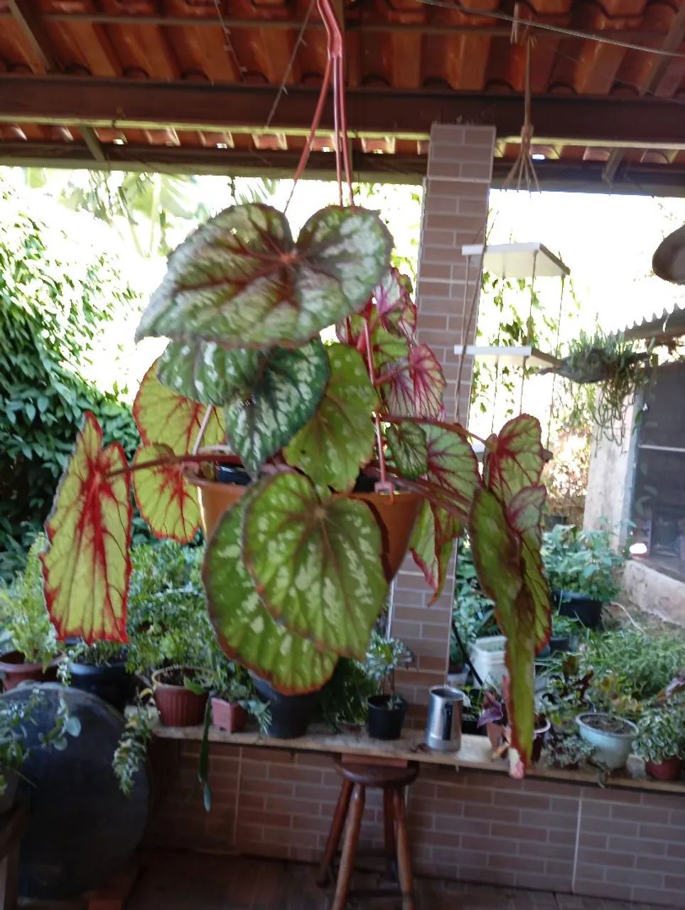 Sementes e plantas 