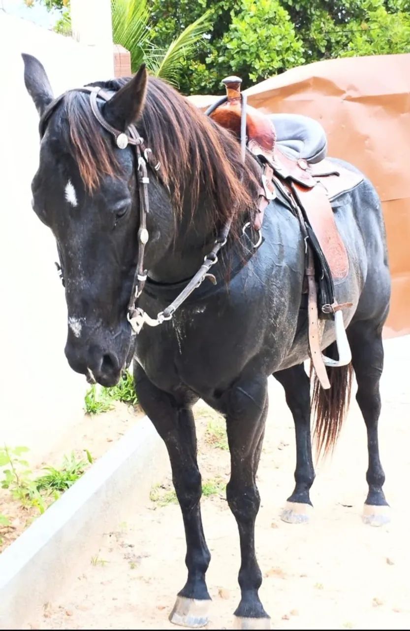 Cavalo QM *86