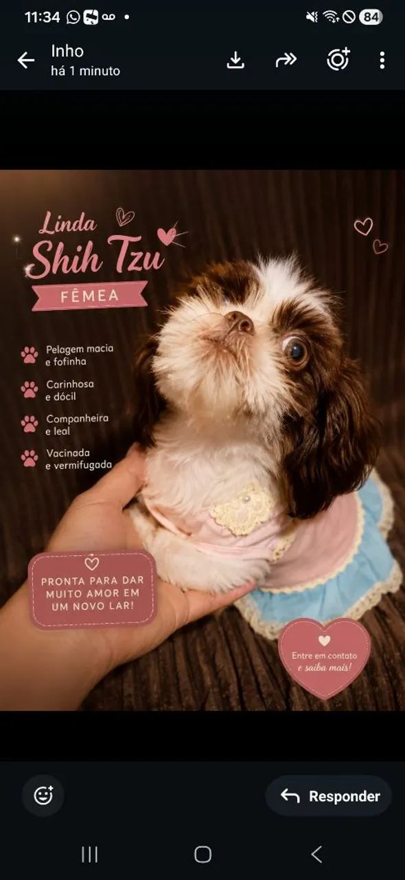 Shitzu fêmea 