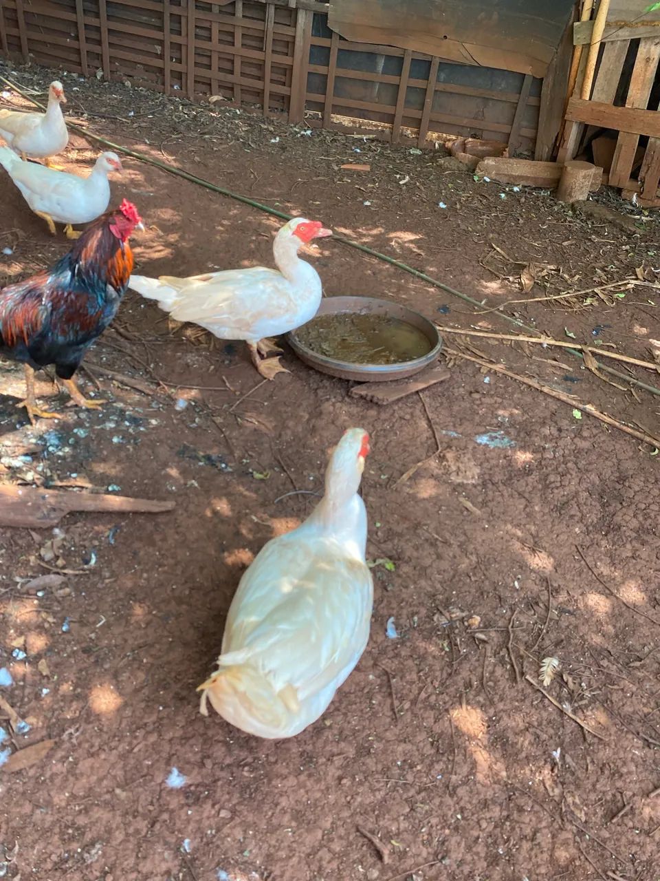 Vendas e patos e galinhas e patinhos - Foto 2