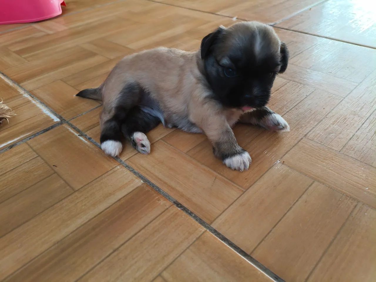 Shitzu - Foto 5