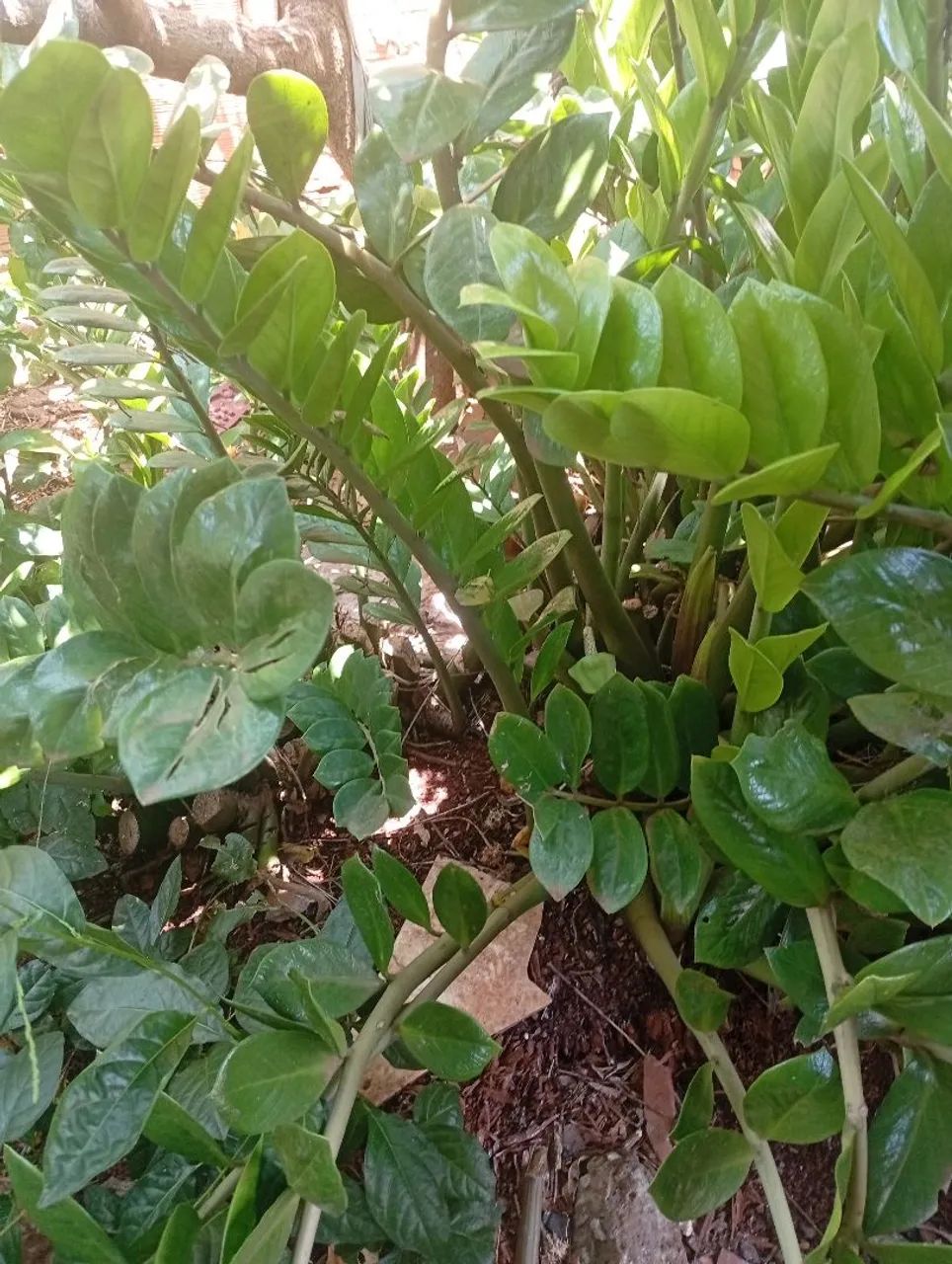 zamioculca  - Foto 2