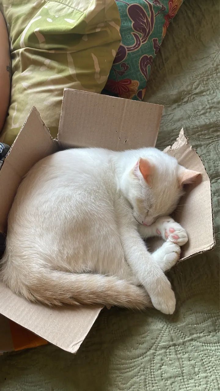 gato macho para adoção  - Foto 3