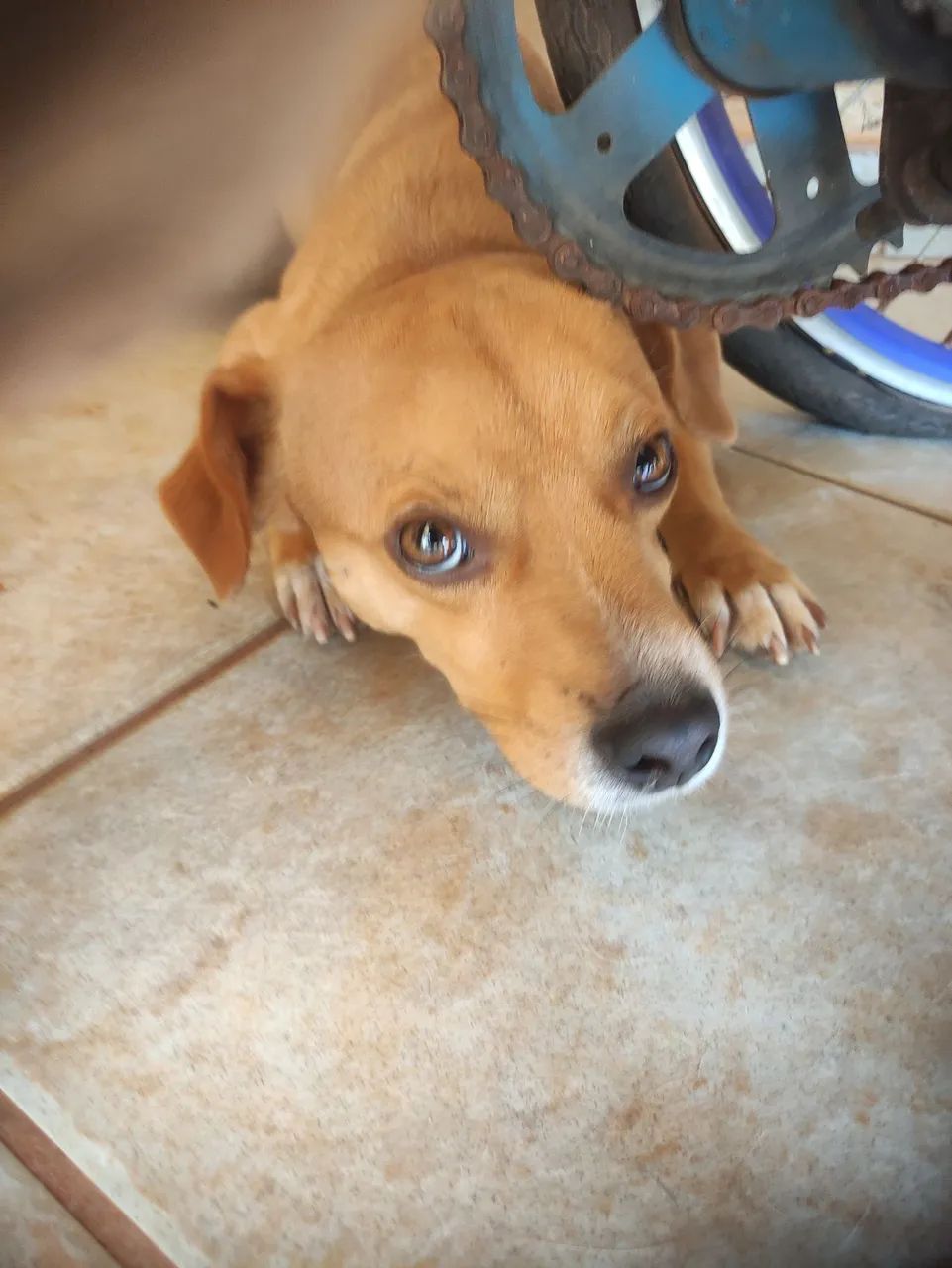 Doação de animais machos 