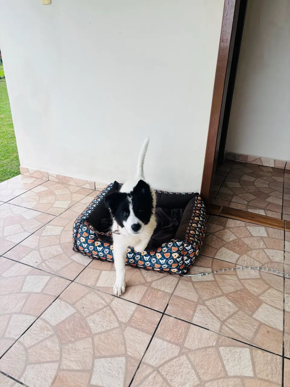 Cachorro filhote - Foto 2