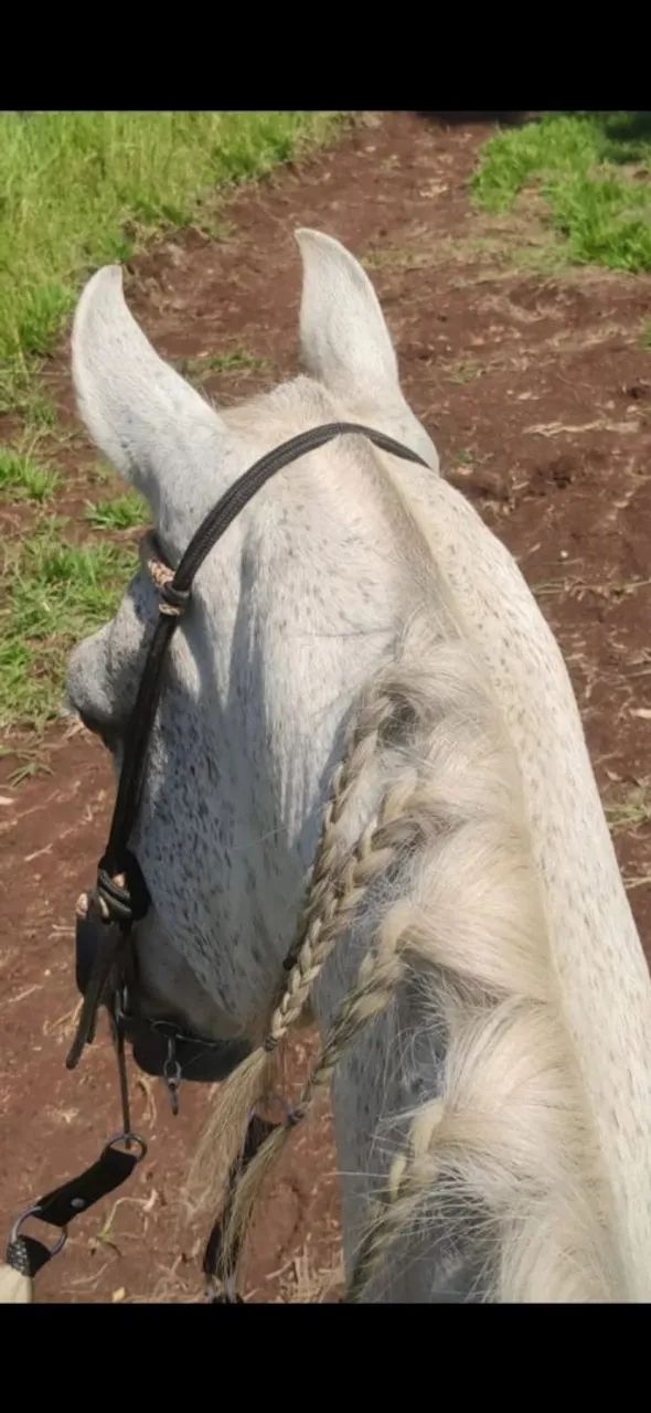 Cavalo  - Foto 4