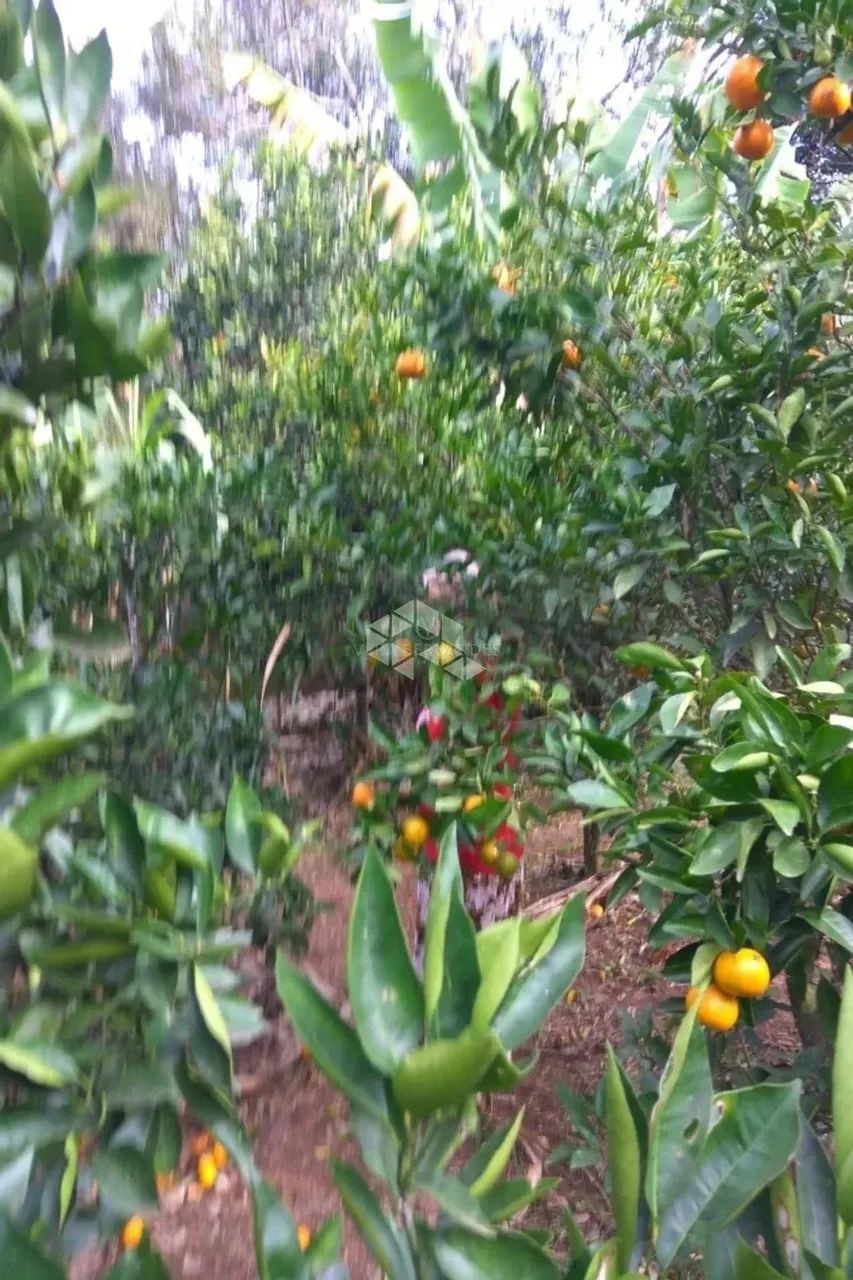 Sitio em Belém Velho - Foto 6