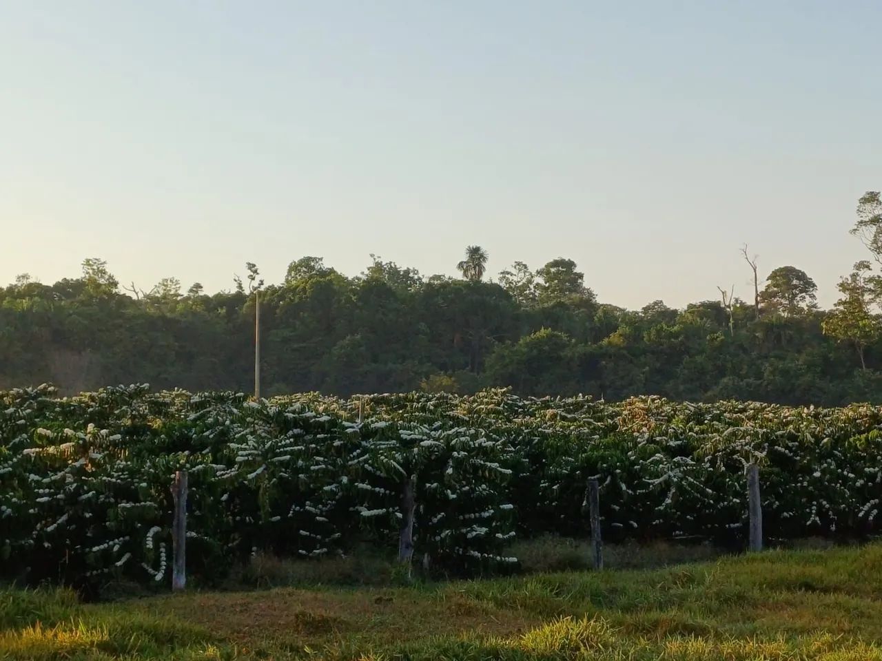 TERRA A VENDA - Foto 4