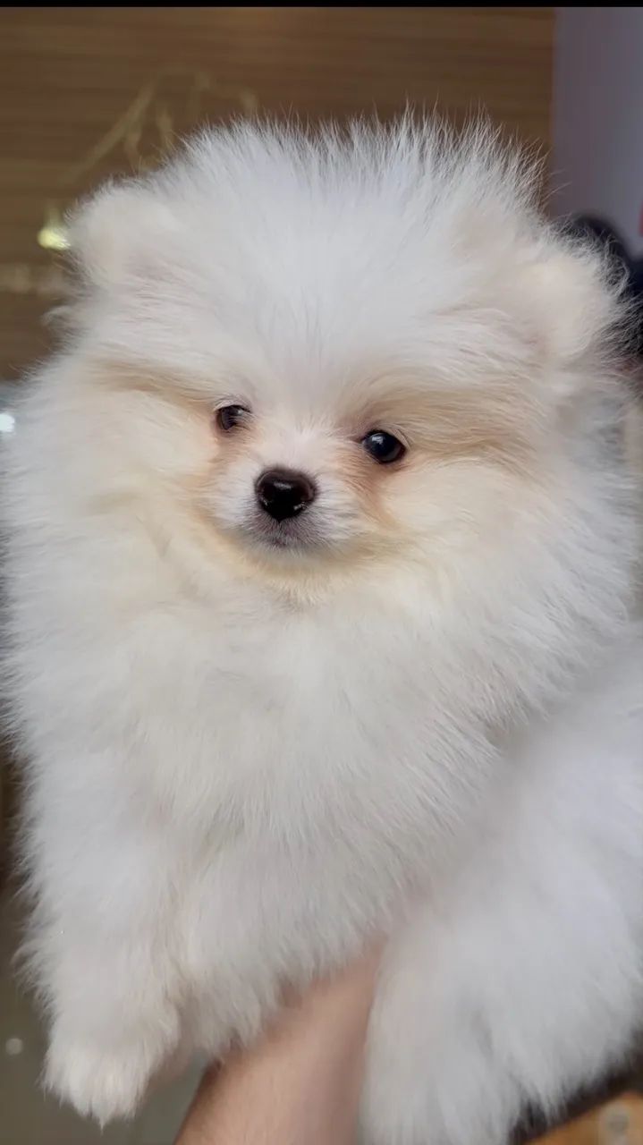 Spitz Alemão  - Foto 4