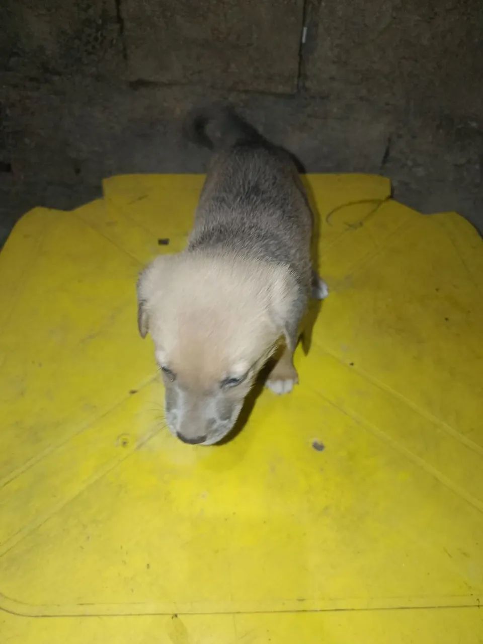 Doação de cachorrinhos  - Foto 2