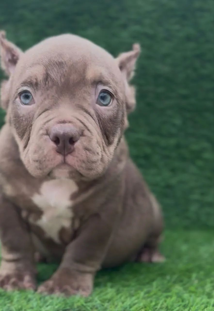 American bully micro macho  - Foto 3
