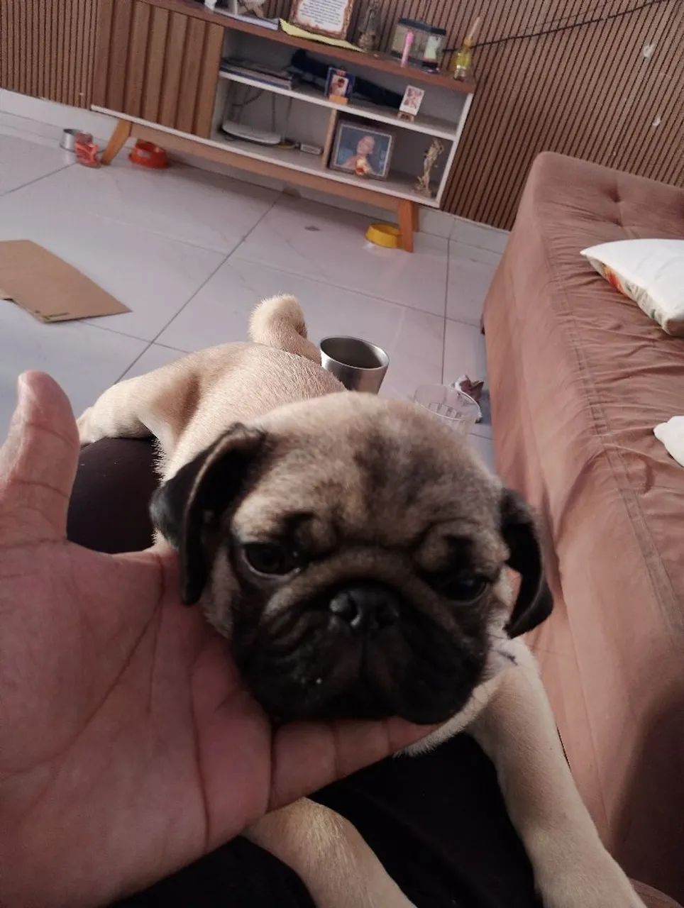 Pug filhote  - Foto 3