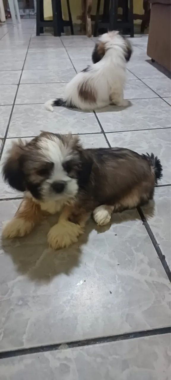 Lhasa apso - Foto 2