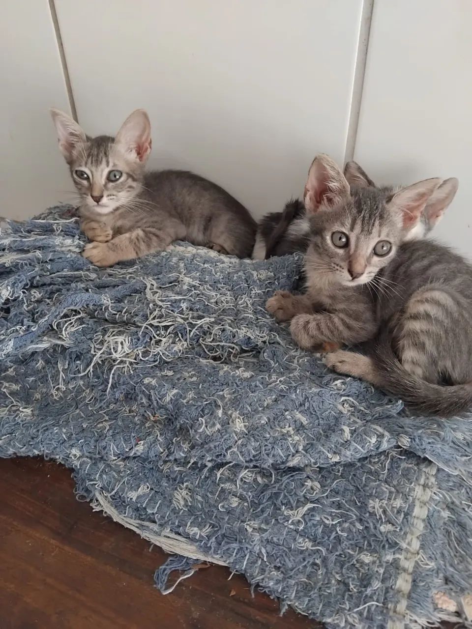 Adoção responsável Gato 2 meses