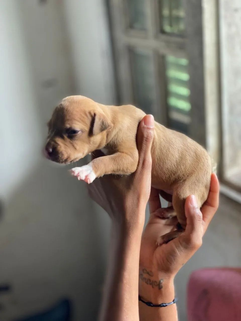 Pitbull - Foto 3