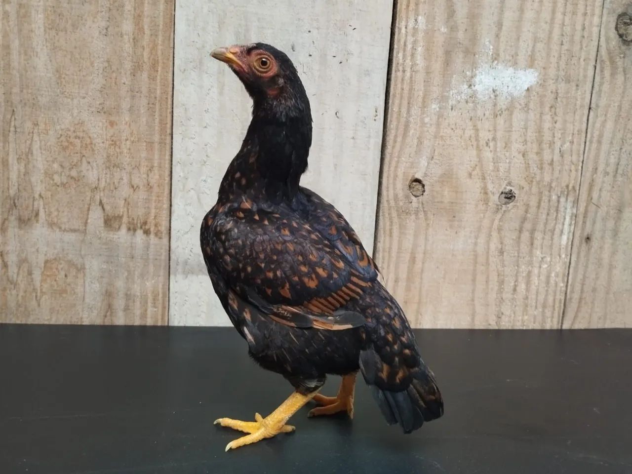 Mini cornish - Foto 4